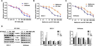 The Effects of NT-1044, a Novel AMPK Activator, on Endometrial Cancer Cell Proliferation, Apoptosis, Cell Stress and In Vivo Tumor Growth